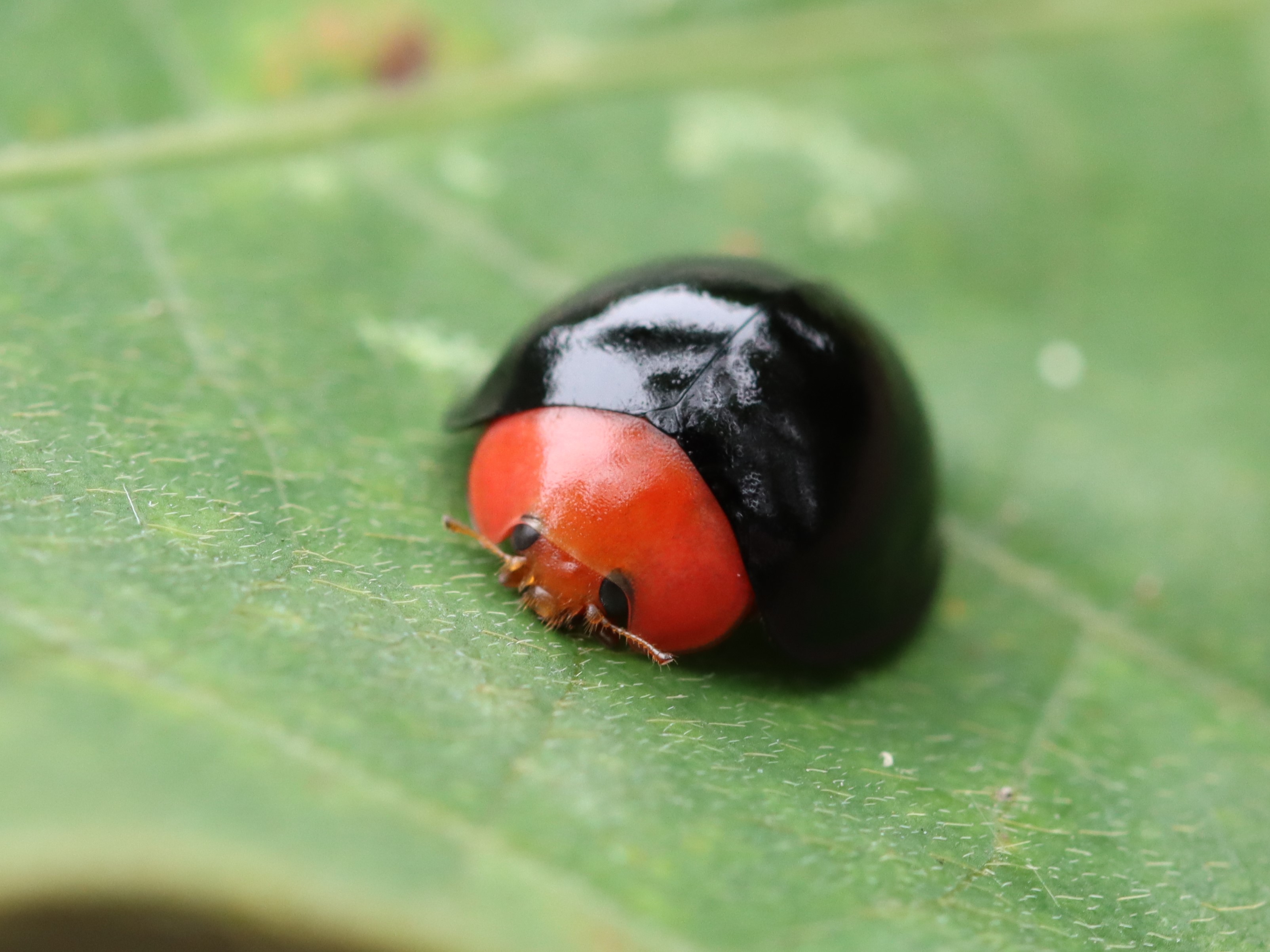 ムネアカオオクロテントウ